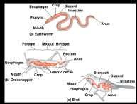 MAMMALIAN DIGESTIVE SYSTEM Consists of an alimentary canal and accessory glands that