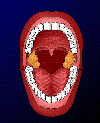 Mouth besides emitting pearls of wisdom, your mouth is where Incisors.. the mouth receives food, chews it up, Canine moistens it, and starts to digest any starch in the food.