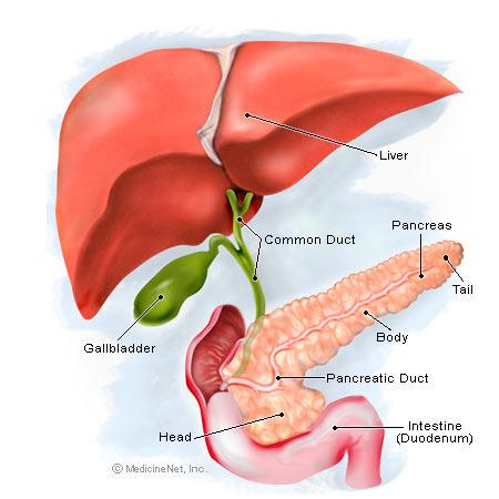 It is here that SENT FROM THE break down, and secretions of the duodenum itself also break down other nutrients LIVER & GALL BLADDER - producing and secreting bile: : A small, pear-shaped muscular