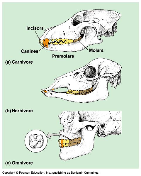 Evolutionary adaptations Dentition: an animal s