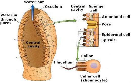 Digestion in Different Animals Sponges = suspension feeders Water enters pores and into the spongocoel Food