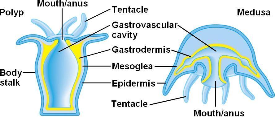 Digestion in Different Animals Cnidarians = within gastrovascular cavity Tentacles bring food to the opening of the cavity