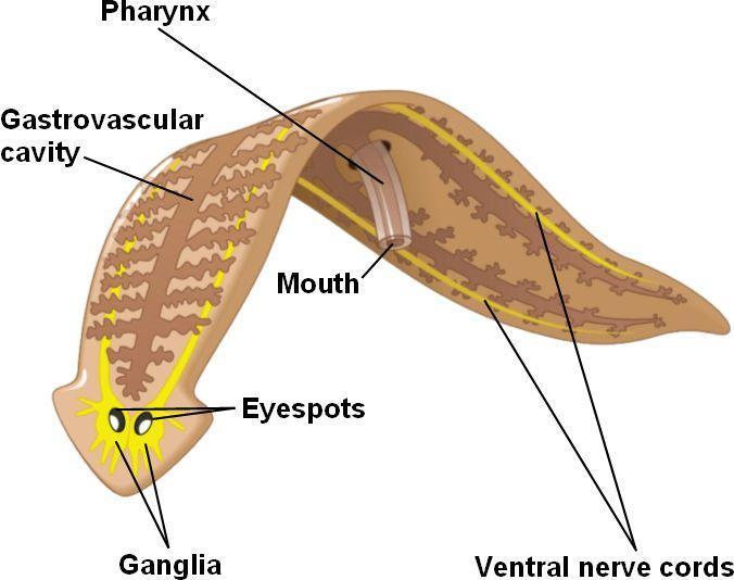 Digestion in Different Animals Platyhelminthes = within gastrovascular cavity One opening