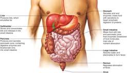 accessory organs 3 Organs of the Digestive System The digestive system consists of 2 portions: Alimentary canal: Consists of organs that extend from the mouth to the anus; the food