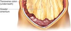 Small Intestine Small intestine consists of 3 parts: Duodenum, jejunum, ileum Duodenum: shortest and most fixed portion of small intestine Jejunum: middle portion, thicker and more active than