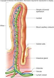 Structure of the Small Intestinal Wall Tiny projections of the mucosa, intestinal villi, greatly