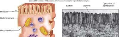 surface area for absorption Intestinal glands/crypts of Lieberkühn are located between bases of villi