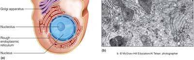 Intestinal Wall 67 68 Intestinal Epithelium Plicae circulares 69 70 Secretions of the Small Intestine In