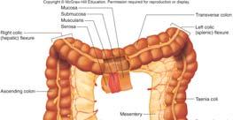 Movements of the Small Intestine The small intestine carries on the following movements: Peristalsis: wave-like pushing movements that propel chyme in proper direction down the