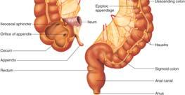 sympathetic impulses inhibit them 17.9: Large Intestine Large intestine: Named because diameter is greater than that of small intestine 1.