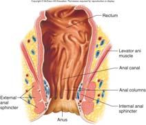 cecum, colon, rectum, and anal canal: Cecum: - Pouch, forms beginning of large intestine - Appendix is attached to cecum; contains lymphatic tissue Colon: - Ascending, transverse,