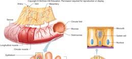 Structure of the Wall Movements of the Tube The wall of the small intestine shows the 4 layers of the wall of the alimentary canal: mucosa, submucosa,