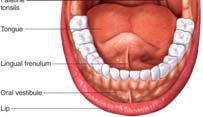 reception Surrounded by lips, cheeks, tongue, palate Includes oral cavity and vestibule 9 10 Cheek and Lips Cheeks: Form the lateral walls of the mouth