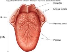 the mouth opening Sensory receptors judge temperature and texture of food Boundary between skin and mucous membrane inside mouth Tongue: Thick, muscular