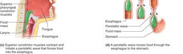 Third stage: Peristalsis transports food in the esophagus to the stomach 26 Esophagus