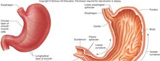 folds of mucosa and submucosa that allow for distention The stomach: receives food from the