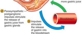 Parasympathetic impulses increase gastric activity; promote release of histamine, which stimulates gastric secretion Hormonal regulation: Somatostatin: inhibits hydrochloric
