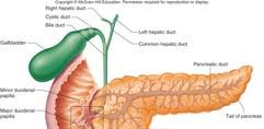 Structure of the Pancreas Structure of the Pancreas Pancreatic acinar cells make up most of pancreas, and release pancreatic juice into tiny ducts which lead to the pancreatic duct Pancreatic duct