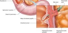 hepatopancreatic ampulla (of Vater) Hepatopancreatic sphincter (of Oddi) surrounds ampulla; controls movement of bile and pancreatic juice into duodenum 43 The pancreas has a large head, that fits