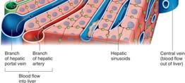 Hepatic sinusoids run between plates of cells. 50 Liver Functions Oxygen-poor blood from the digestive tract is transported to the liver through the hepatic portal vein.