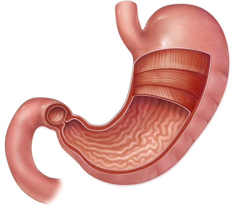 The Stomach Copyright The McGraw-Hill Companies, Inc. Permission required for reproduction or display.