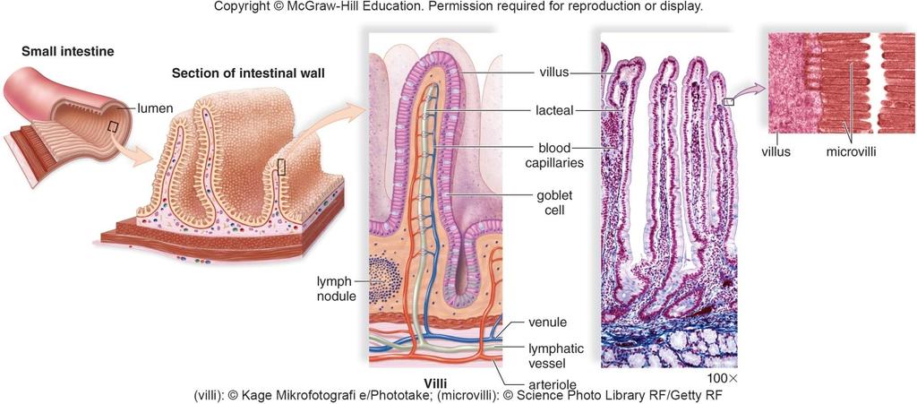 9.3 The Stomach and Small Intestine Digestion & absorption of