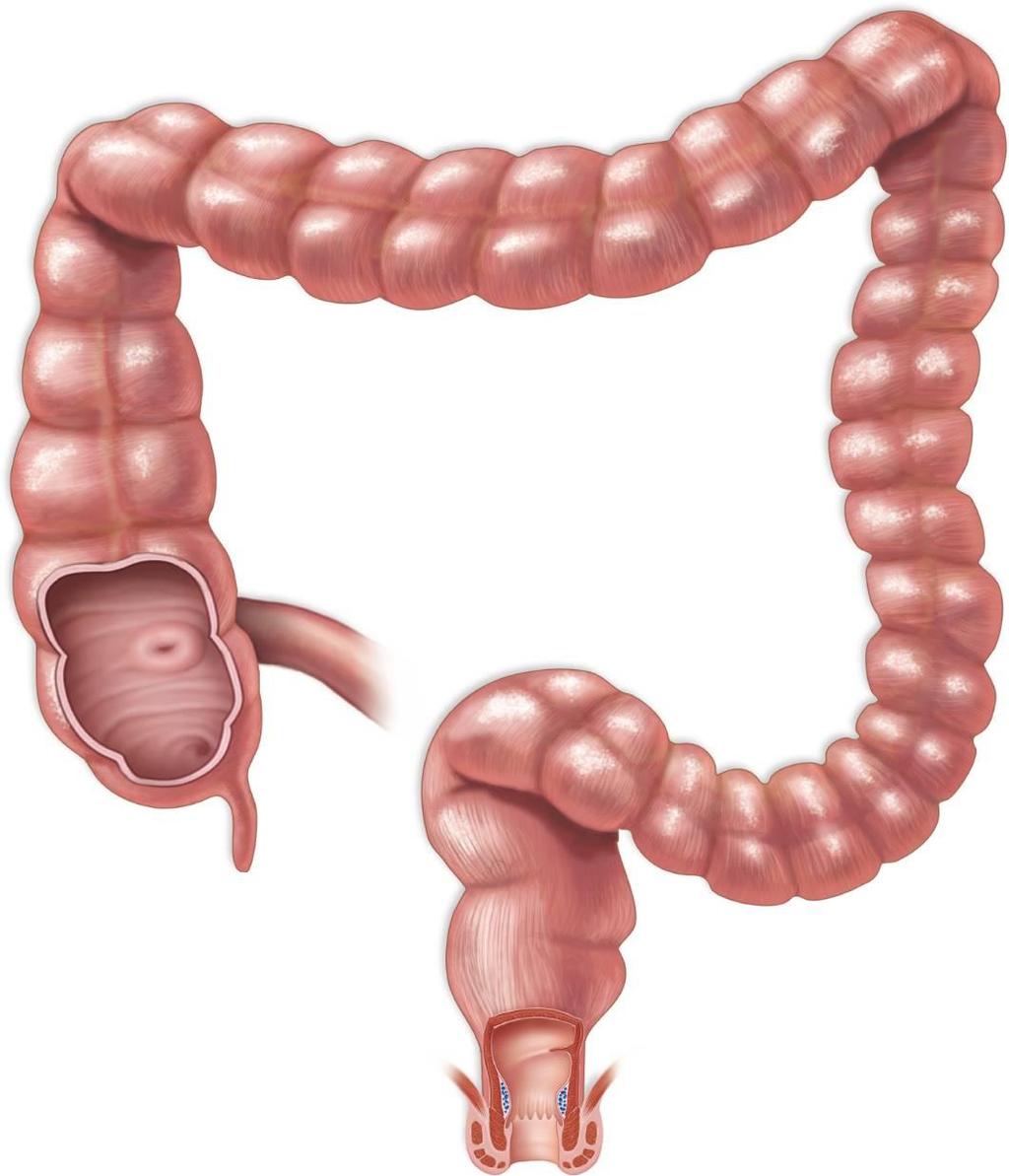 9.5 The Large Intestine and Defecation The large intestine Copyright The McGraw-Hill Companies, Inc. Permission required for reproduction or display.