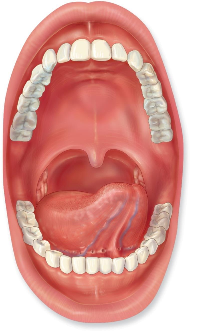 9.2 The Mouth, Pharynx, and Esophagus Anatomy of the mouth Copyright The McGraw-Hill Companies, Inc.