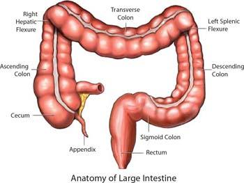 AFTER absorption the undigested food is passed into the Large intestine colon or as a
