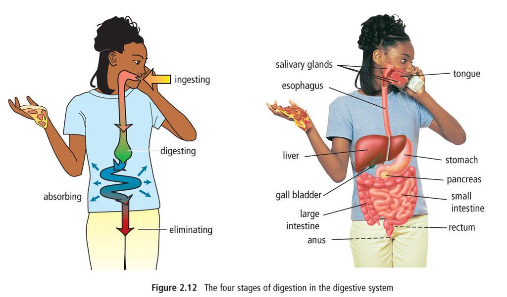 The Digestive System This may sound strange, but your digestive system is basically one big tube that starts at your mouth and ends at your anus.