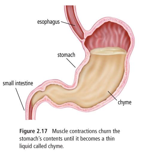 Gastric juice is very acidic and the stomach walls are lined with mucus that protects the tissue from being damaged by the acid.