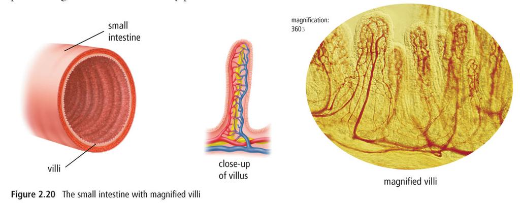Stage 3: Absorbing Small intestine Now the nutrients are ready to be absorbed by the remaining 5 m of the small intestine. This process is called absorption.