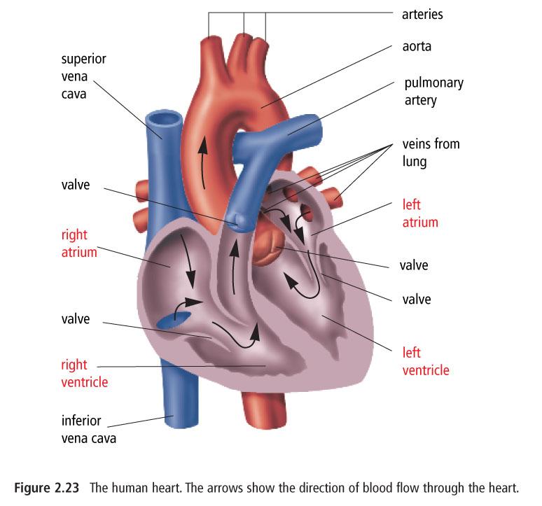 The Circulatory System The circulatory system consists of the heart, arteries, capillaries, and veins. Arteries carry blood away from the heart, and veins carry blood to the heart.