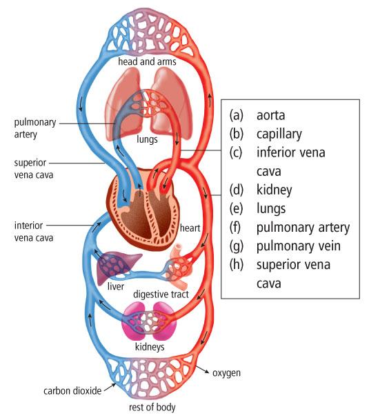 The pressure keeps it flowing in one direction. Your arteries are thick-walled and elastic and can withstand this pressurized flow. The largest artery in your body is the aorta.