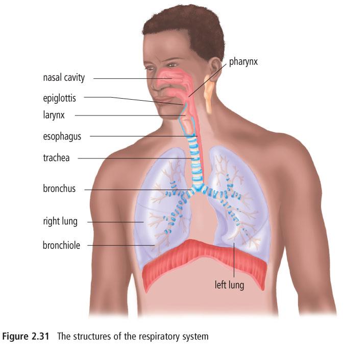 The Respiratory System The respiratory system is made up of structures and organs that move oxygen into your body and carbon dioxide out of your body.