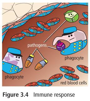 The Immune System Infectious diseases are caused by pathogens. The immune system attacks and destroys invaders such as pathogens that enter the body. There are two lines of defence.