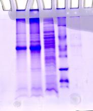 NEW BATCH OF MDR AND BCG PROTEIN PURIFICATION. STAINING BY COMASSI BLUE 1 2 3 APR 30.