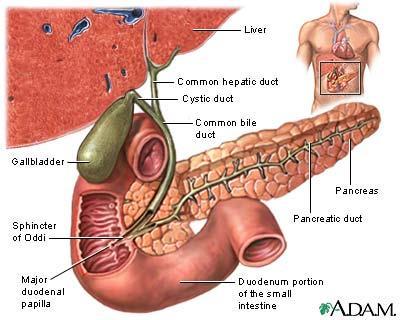 Major Liver Functions Bile production and secretion Bile stored in. Key components: 1.