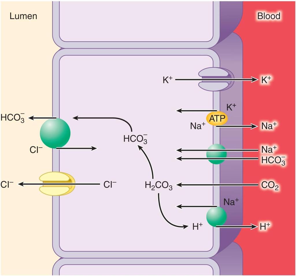 Formation and Secretion