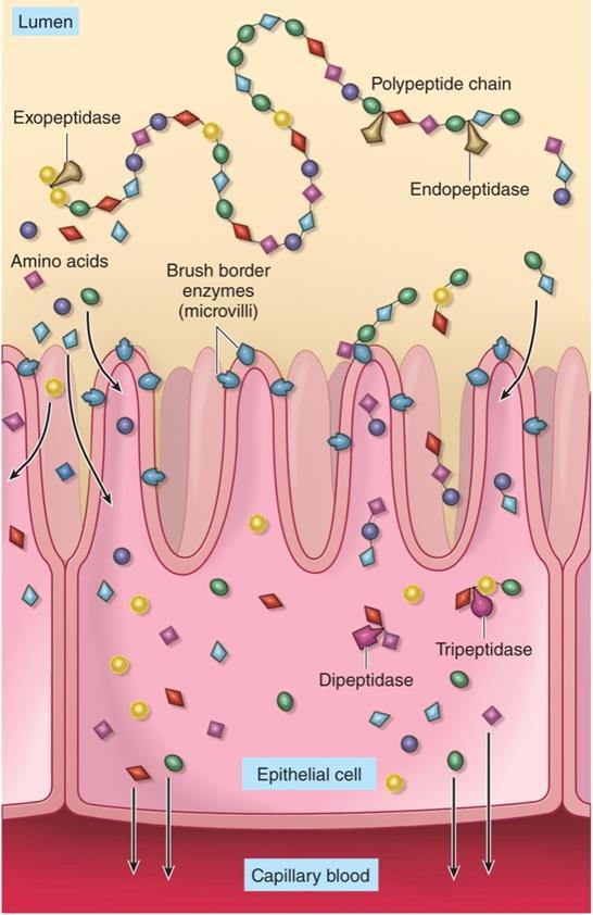 Endo- and Exopeptidases