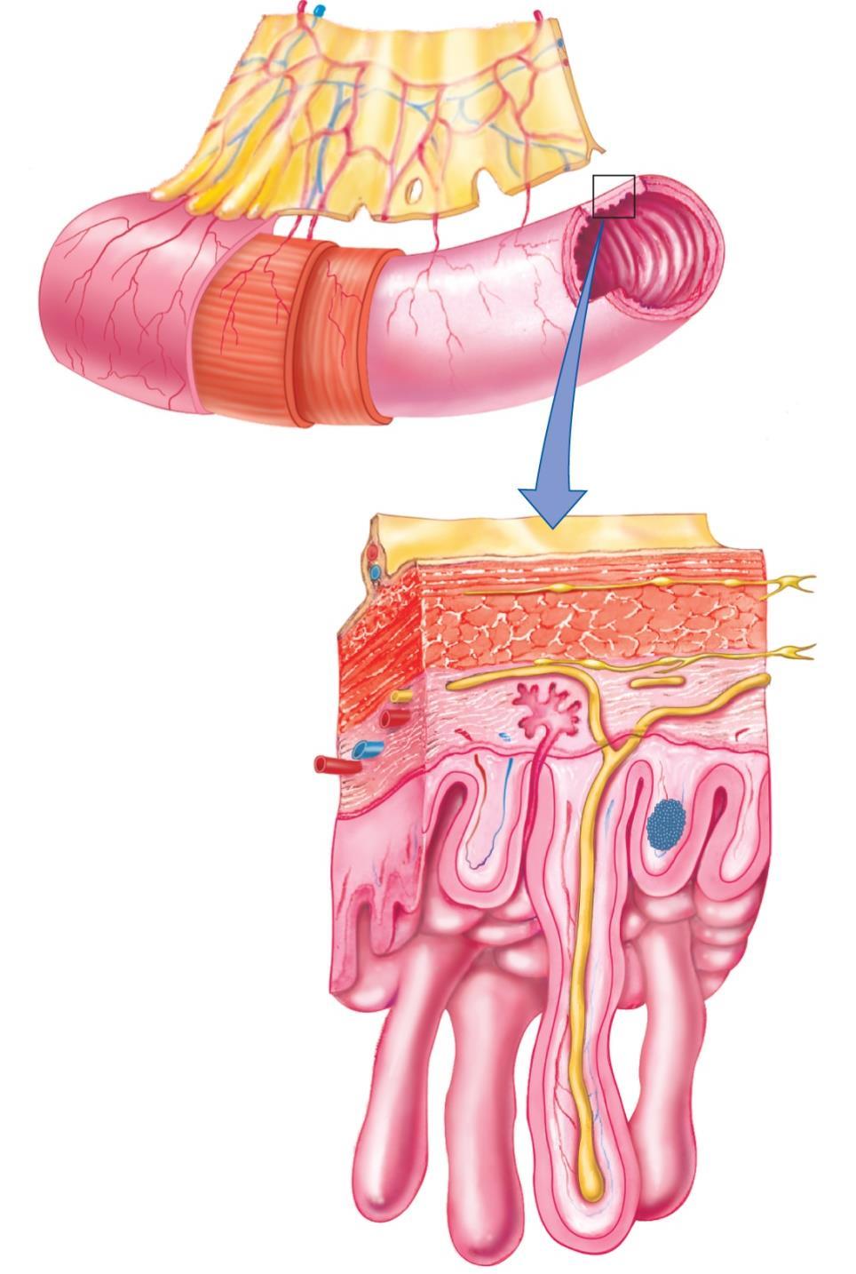 Layers of the GI Tract Mucosa vs. Serosa? Muscle layers?