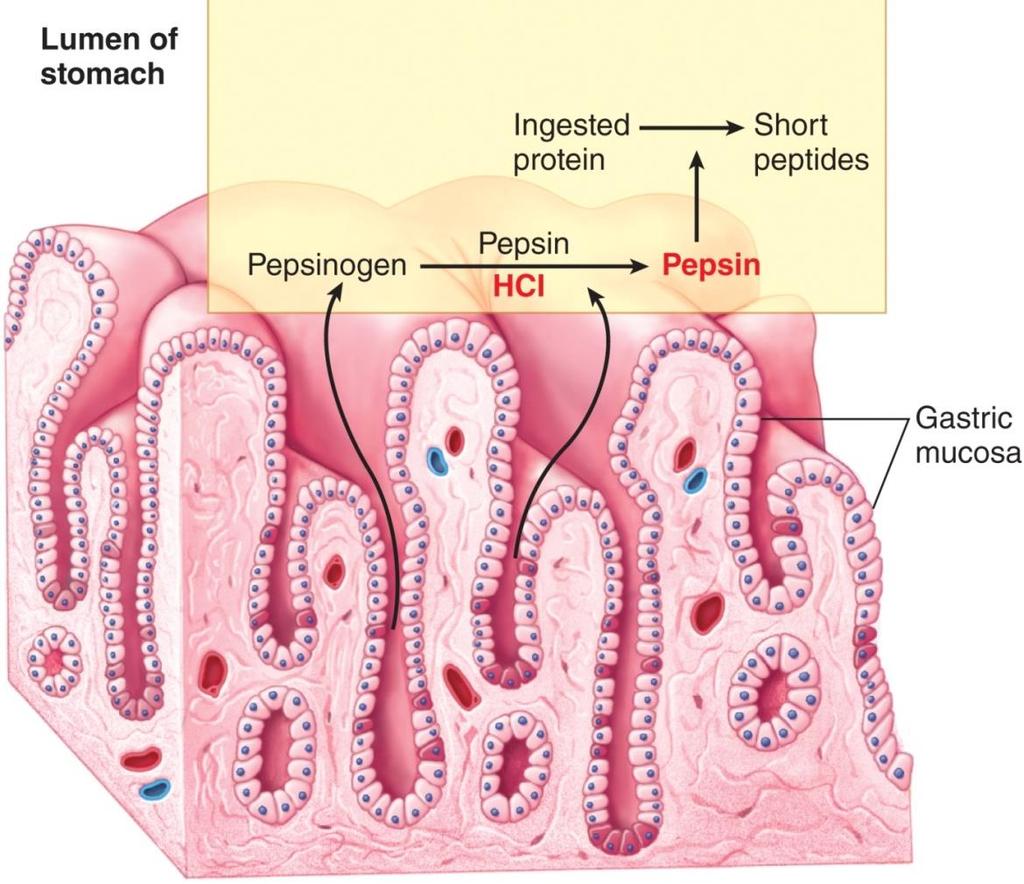 Digestion and Absorption in the Stomach