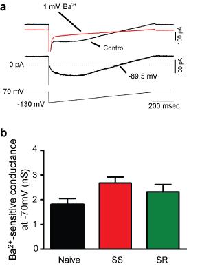 SUPPLEMENTARY INFORMATION RESEARCH Supplementary Figure 4. Ba 2+ -sensitive K + conductances in PL neurons are not significantly different in Naïve, SS and SR rats.