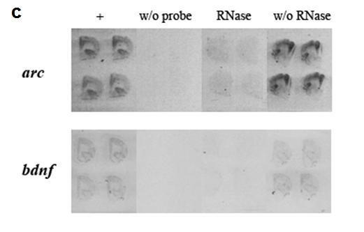 102 Figure 5.1. Regions for measurement in mpfc (a) and NAc (b). Controls for in situ hybridization (c). mpfc sections known to have targeted mrnas for arc and bdnf showed normal labeling (+).