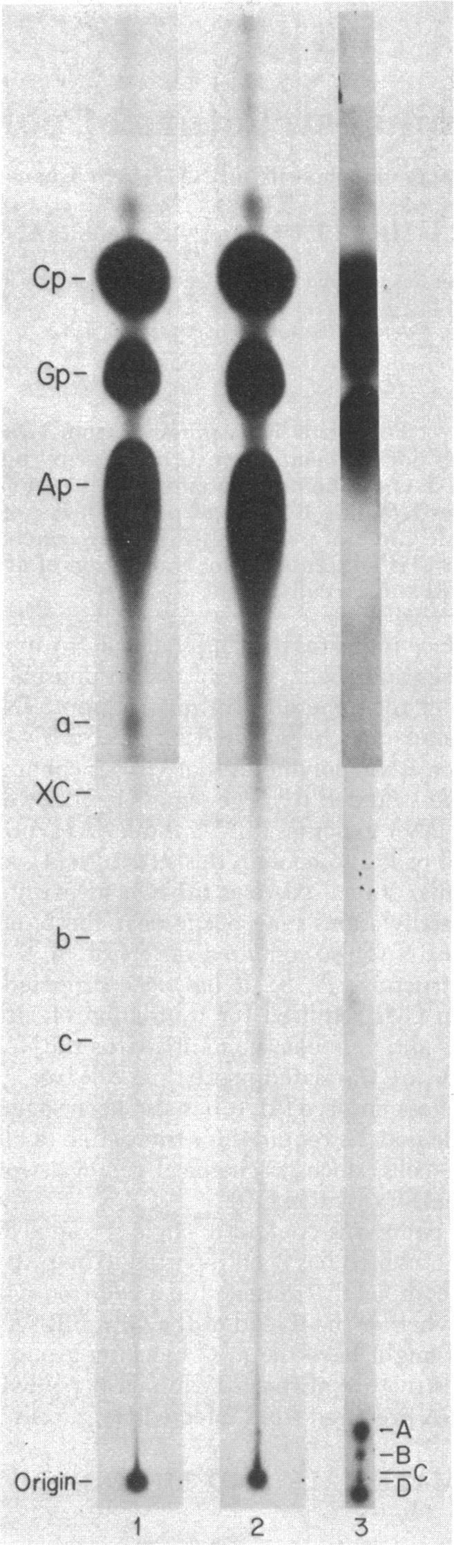 328 Biochemistry: Hewlett et al. Proc. Nat. Acad. Sci. USA 73 (1976) It 00- x AL Cp- Gp- Ap- Fraction number FIG. 1. Sedimentation analysis of poliovirus RNA.