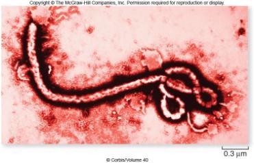 Ebola virus Ebola virus causes severe hemorrhagic fever Natural host unknown Death rates 50 90% of those infected Viruses can cause cancer Hepatitis B infection liver cancer Papilloma virus cervical