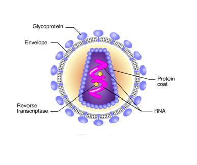 Chromosomal NUCLEUS Provirus RNA genome for the next viral generation mrna New virus 0.