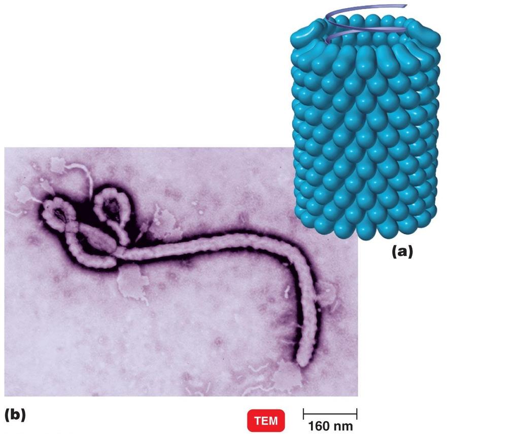 Figure 13.4 Morphology of a helical virus.