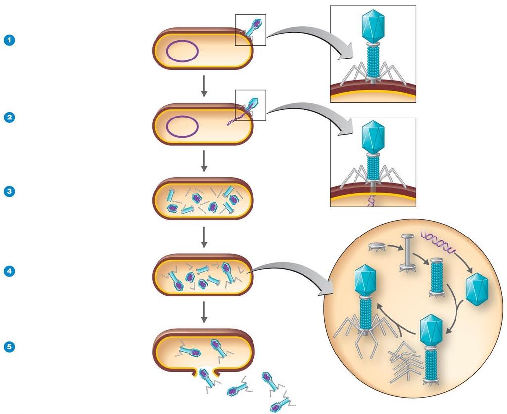 Figure 13.11 The lytic cycle of a T-even bacteriophage. Bacterial cell wall Bacterial chromosome Capsid DNA Capsid (head) Attachment: Phage attaches to host cell.