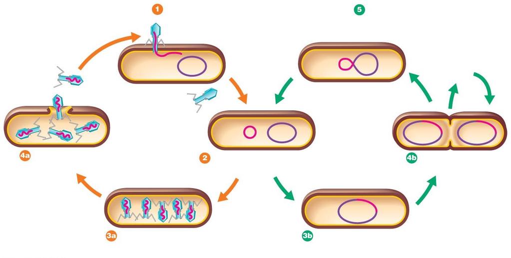 Figure 13.12 The lysogenic cycle of bacteriophage λ in E. coli. Phage DNA (double-stranded) Phage attaches to host cell and injects DNA.